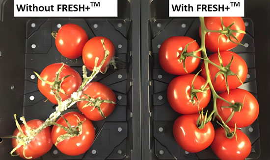 ethylene scrubbers in storage extend tomato shelf life